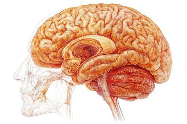 brain