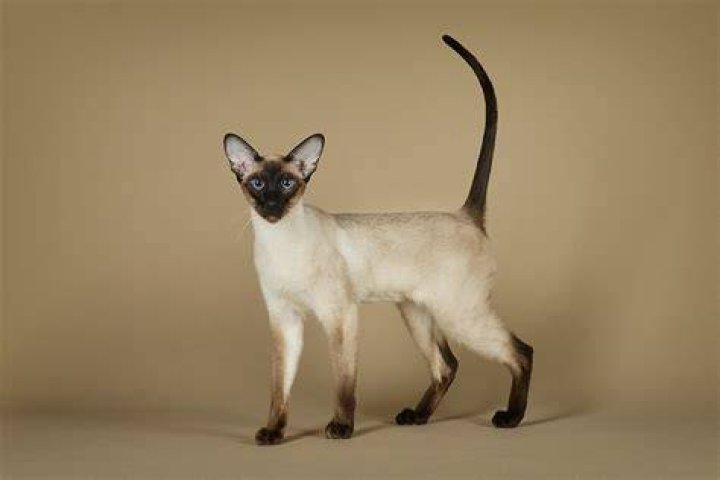 How is The Siamese Cat Song offensive?