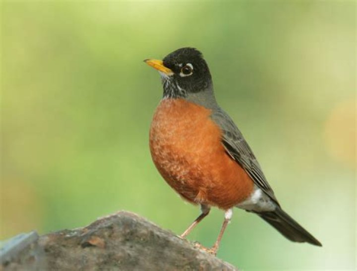Robin